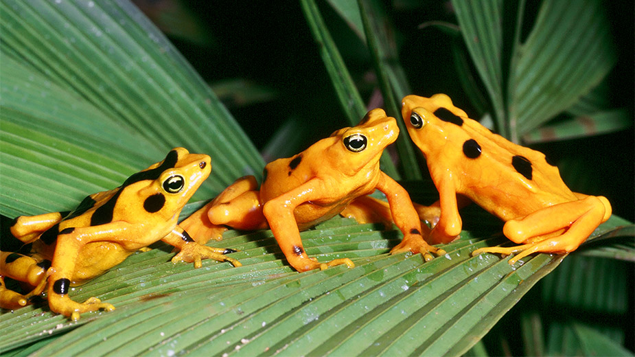 golden toads el valle de anton panama