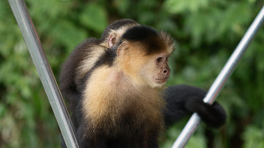 a white-face monkey on monkey island the panama canal