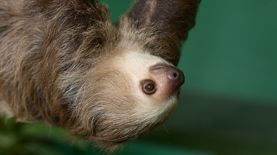 sloth sanctuary gamboa resort panama