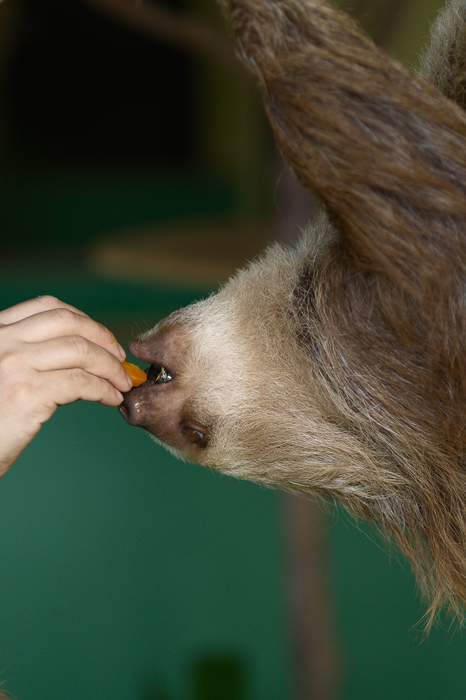 sloth sanctuary gamboa resort panama